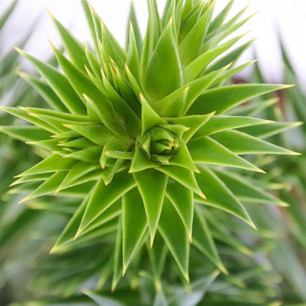 Nahaufnahme der spitzen, dreieckigen Blätter einer Chilenischen Araukarie.