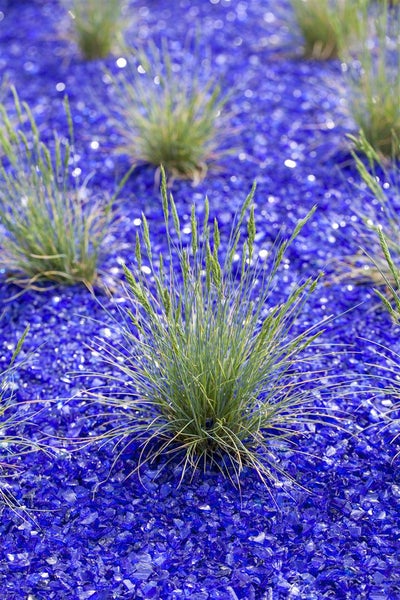 Festuca glauca, Blau-Schwingel, 2 Liter Container, immergrün