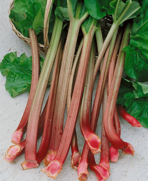 Frische Rhabarberstangen mit großen grünen Blättern in einem Korb