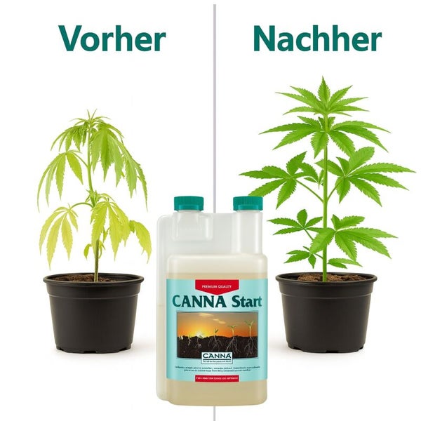 Vorher und Nachher Vergleich einer Pflanze mit Canna Start Dünger zur Unterstützung des Wachstums in Kunststofftöpfen.