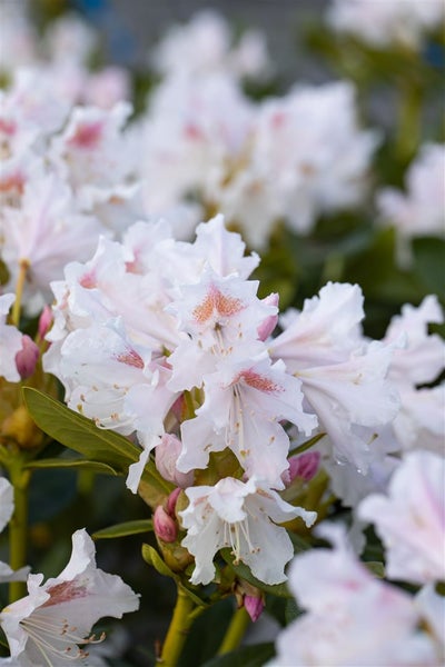 Rhododendron 'Cunninghams White', weiß, 40–50 cm