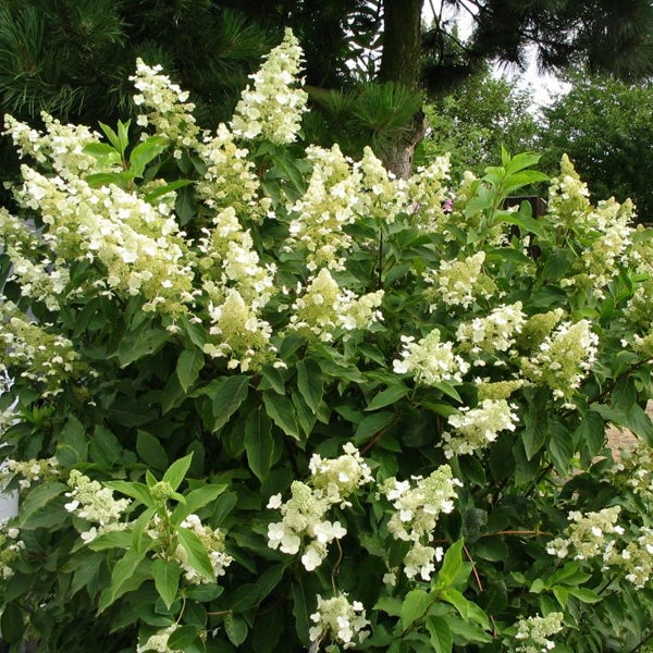 Rispenhortensie mit weißen Blüten und grünen Blättern