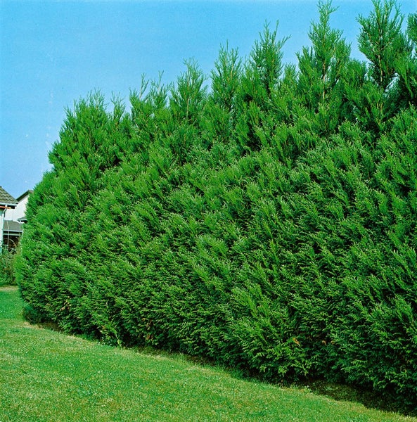 Thuja plicata 'Atrovirens', Lebensbaum, immergrün, 40–60 cm