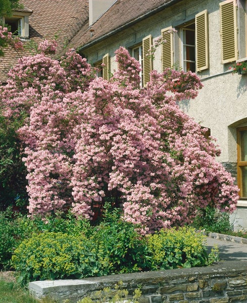 Kolkwitzia amabilis, Kolkwitzie, rosa Blüten, 60–100 cm
