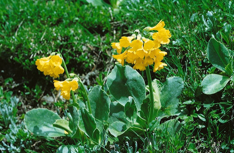 Primula auricula, gelb, ca. 9x9 cm Topf
