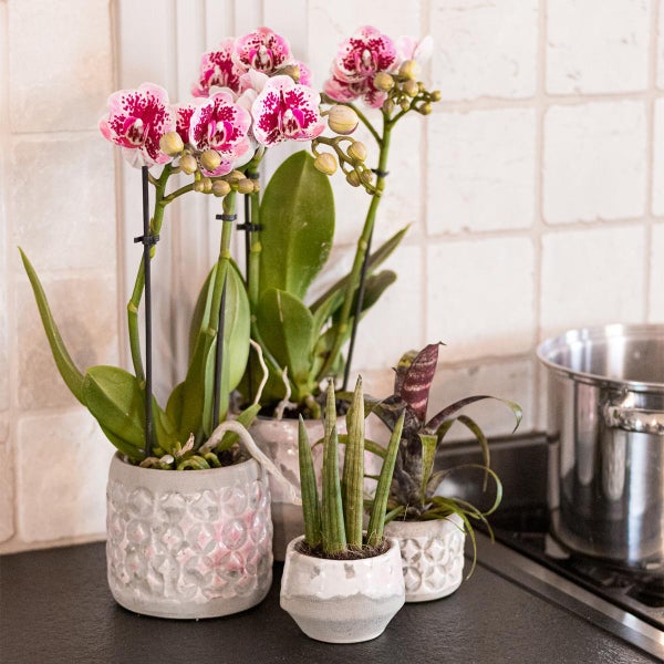 Kolibri Orchids Rosa lila Phalaenopsis Orchidee El Salvador Topfgröße 9cm blühende Zimmerpflanze frisch vom Züchter