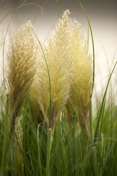 Cortaderia selloana, Pampasgras, silbrig-weiß, ca. 12 cm Topf