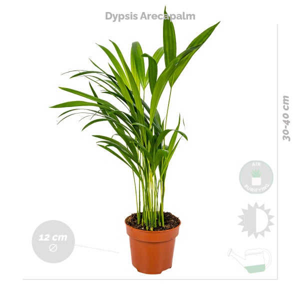 Bloomique - 4er-Mix - Luftreinigende Pflanzen - Dracaena - Dypsis - Chamaedorea - Chlorophytum - Zimmerpflanzen - Höhe 20-40 cm - Rattankorb 12 cm