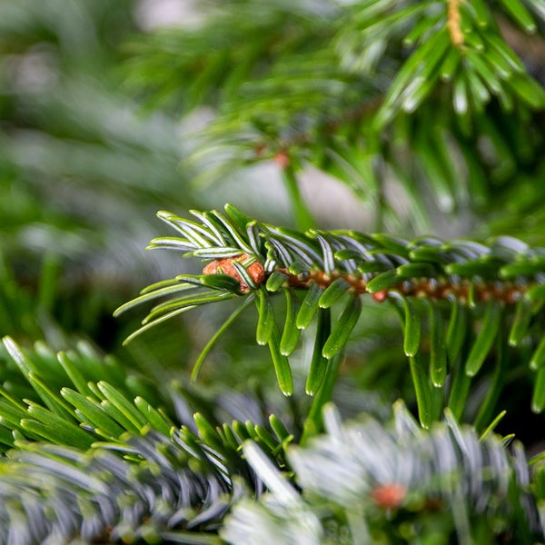 Nahaufnahme von Tannenzweigen