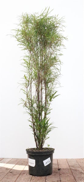 Rhamnus frangula 'Asplenifolia', Faulbaum, schmalblättrig, 80–100 cm