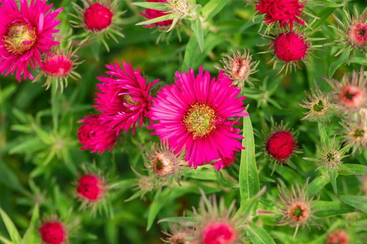 Aster novae-angliae 'Alma Pötschke', Herbstaster, pink, ca. 11x11 cm Topf