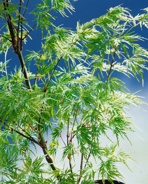 Japanischer Ahornbaum mit grünen Blättern