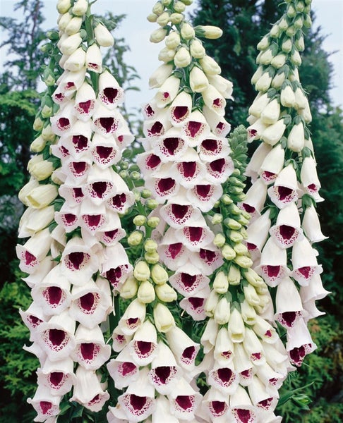 Digitalis purpurea 'Pam's Choice', Fingerhut, zweifarbig, ca. 9x9 cm Topf