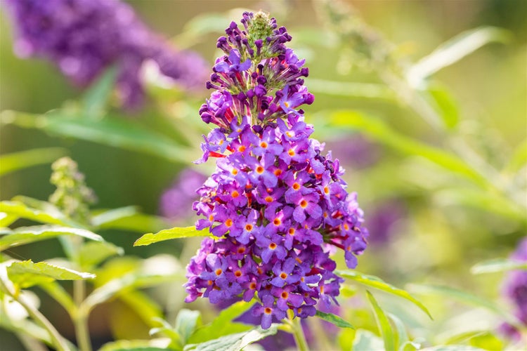Nahaufnahme einer lilafarbenen Schmetterlingsfliederblüte im Garten.