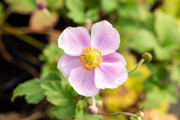 Anemone hupehensis 'September Charm', Herbst-Anemone, rosa, ca. 9x9 cm Topf