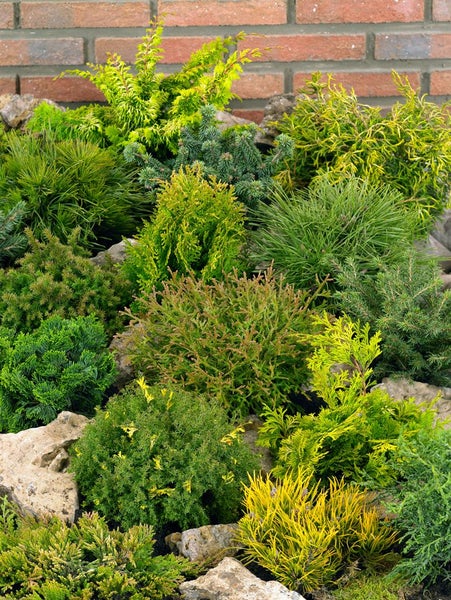 Vielfalt an immergrünen Ziersträuchern in einem Steingarten vor einer Backsteinmauer.