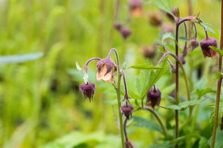 Nahaufnahme von Nickelblumen im Garten
