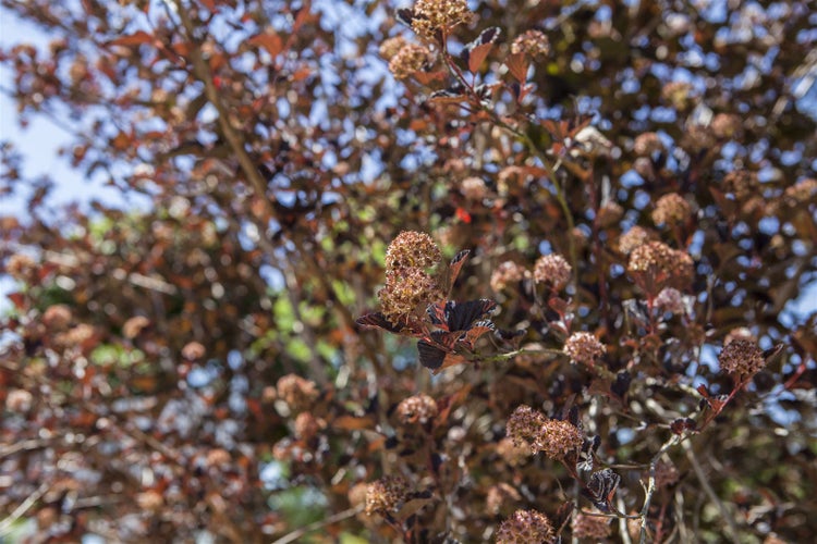 Physocarpus opulifolius, Blasenspiere, 100–125 cm, dekoratives Laub
