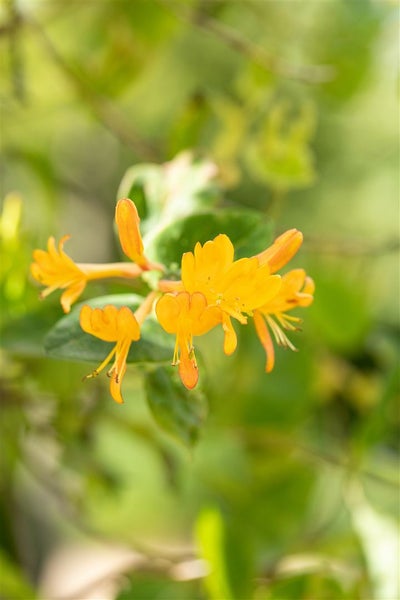 Lonicera tellmanniana, Tellmanns Geißblatt, orange-gelb, 100–150 cm