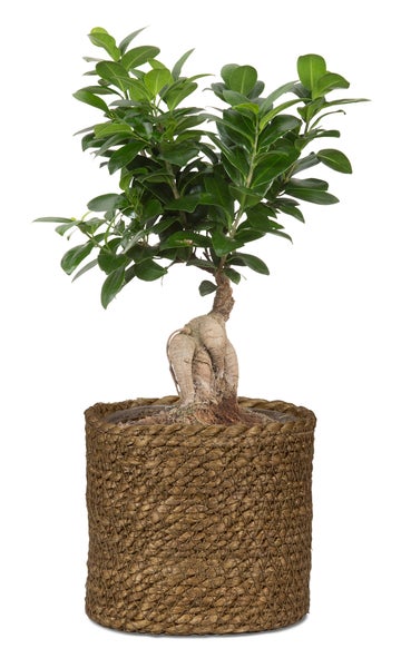 Scheurich Seagrass 22, Korbgefäß/Korb-Pflanzgefäß/Korbtopf aus Seagrass Farbe: Brown, 22 cm Durchmesser, 19,5 cm hoch, 7,5 l Vol.