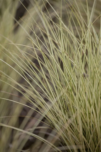 Carex oshimensis 'Evergold', Ziergras, gelb-grün, ca. 9x9 cm Topf