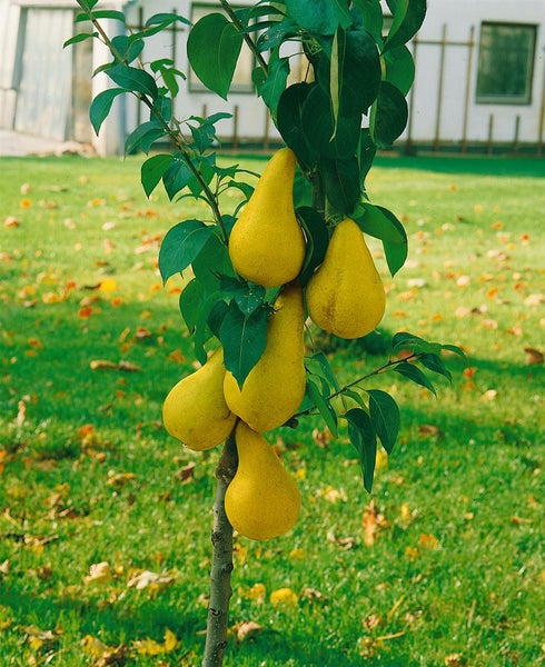 Pyrus communis 'Zwergbirne', Zwergbirne, kompakt, 60 cm