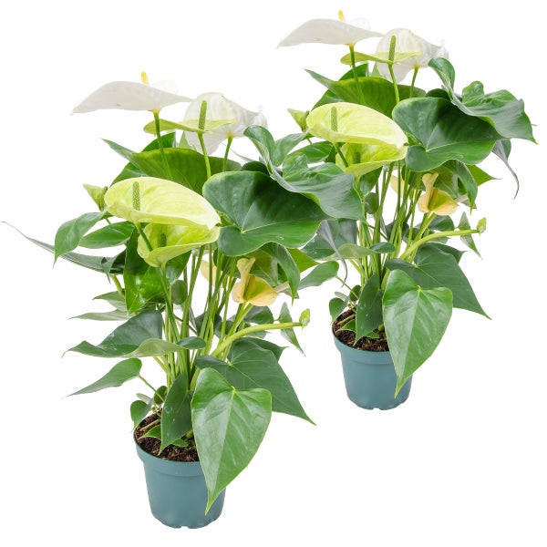 2x Anthurium 'Aristo' Weiß - Flamingopflanze - Zimmerpflanze - Pflegefreundlich - ⌀12 cm - ↕30-40 cm