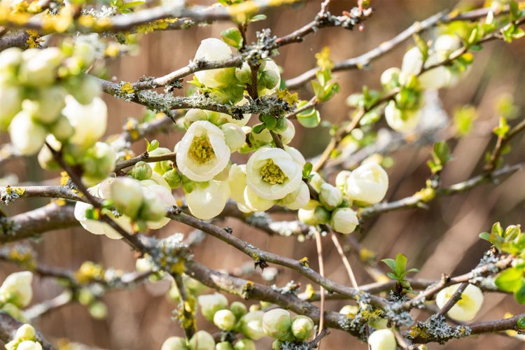 Chaenomeles x superba 'Jet Trail', Zierquitte, weiß, 40–60 cm
