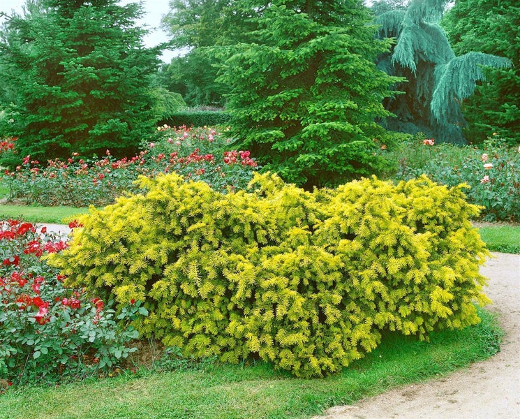 Gartenlandschaft mit Nadelbaumhecke und Rosenbeet
