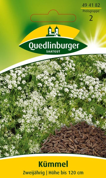 Quedlinburger Saatgut Kümmel, zweijährig, Wuchshöhe bis zu 120 Zentimeter.