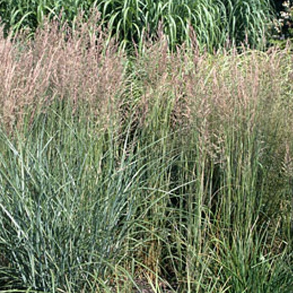 Hohes Ziergras im Gartenbeet