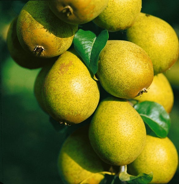 Pyrus communis 'Gräfin von Paris', Birne, 150–200 cm