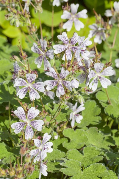 Geranium renardii, Storchschnabel, ca. 9x9 cm Topf, graugrün, samtig