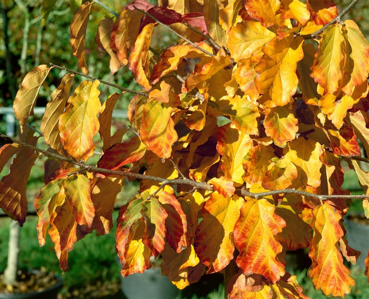 Parrotia persica, Eisenholzbaum, 40–60 cm, leuchtend rote Herbstfärbung
