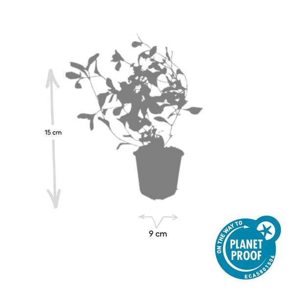 Grüne Gartenpflanze mit kleinen blauen Blüten im schwarzen Kunststofftopf mit Siegeln für einfache Pflege und nachhaltige Produktion.