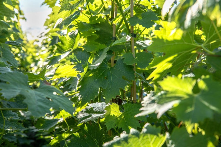 Vitis vinifera 'Phönix', Weinrebe, 80–100 cm