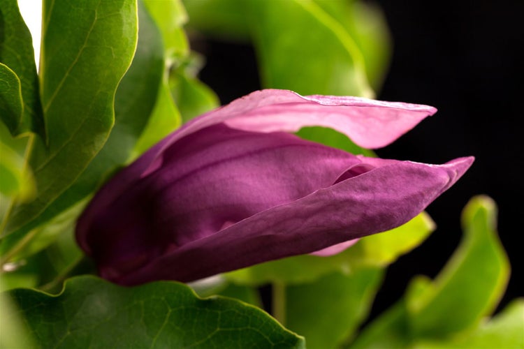 Magnolia liliiflora 'Susan', Purpur-Magnolie, purpurrosa, 40–60 cm