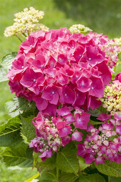 Hydrangea macrophylla 'Alpenglühen', Hortensie, rot, 50–60 cm