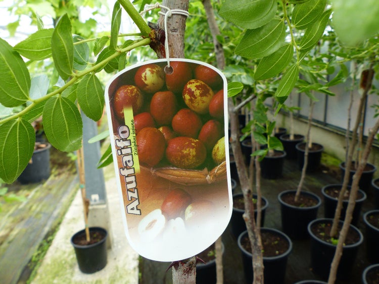 Chinesische Dattel Ziziphus jujuba als Topfpflanze mit Etikett in einer Gärtnerei.