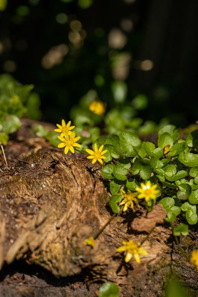 Ranunculus ficaria, Scharbockskraut, gelb, ca. 9x9 cm Topf