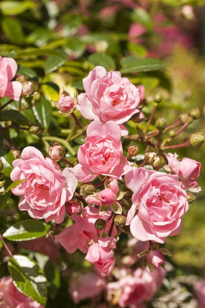 Rosa 'The Fairy', Bodendeckerrose, zartrosa, 3-5 Liter Container