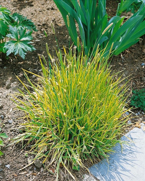 Hakonechloa macra 'Aureola', Japanisches Berggras, gelb-grün, ca. 9x9 cm Topf