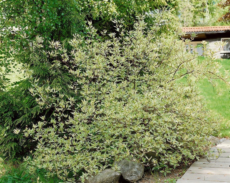 Weißbunter Hartriegel Cornus alba Elegantissima mit grün-weißen Blättern im Garten neben Steinen gepflanzt.