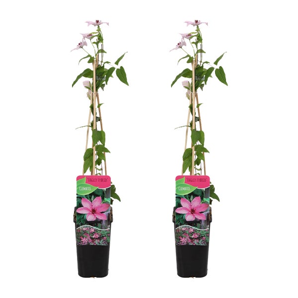 Bloomique – 2er-Set – Clematis Hagley Hybrid – Waldrebe – Rosa – Kletterpflanzen – Gartenpflanzen – Winterhart – Topf 15 cm – 70–80 cm hoch