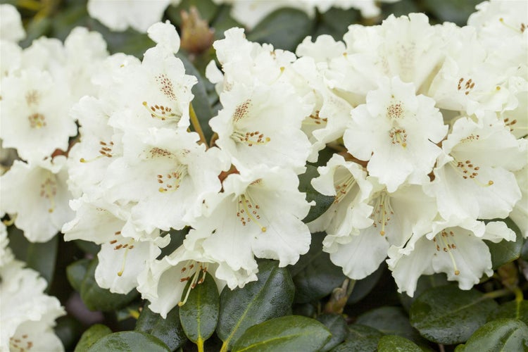 Rhododendron Hybr. 'Goldkrone', gelb, 30–40 cm