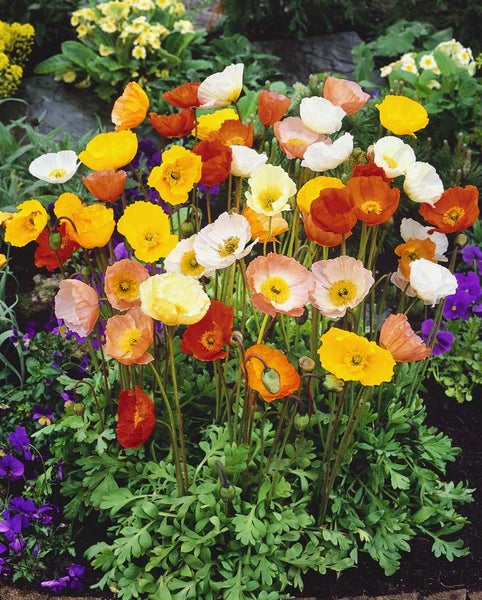 Buntes Mohnblumenbeet mit verschiedenen Blüten