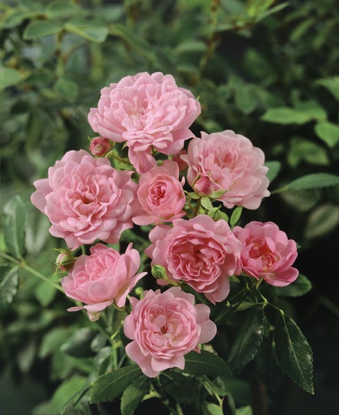 Nahaufnahme einer Gruppe rosa Rosenblüten vor grünem Laub