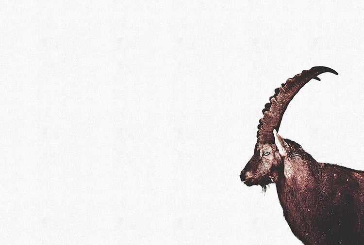 Wandbild mit Steinbock in Profilansicht und markanten, geschwungenen Hörnern.