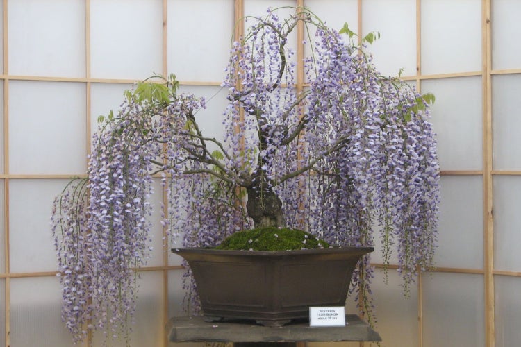 SAFLAX  - Afrikanischer Blauregen - Bolusanthus speciosus - 15 Samen