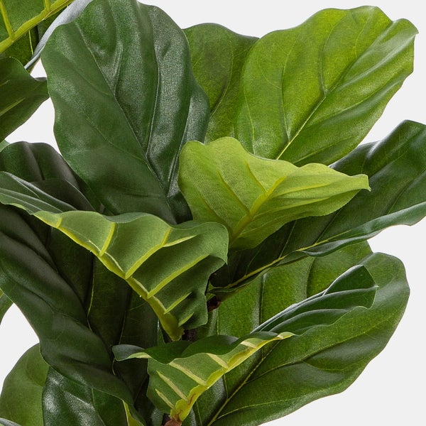 Große grüne Blätter einer Geigenfeige Ficus lyrata mit ausgeprägten Blattnerven.